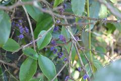 Memecylon lushingtonii